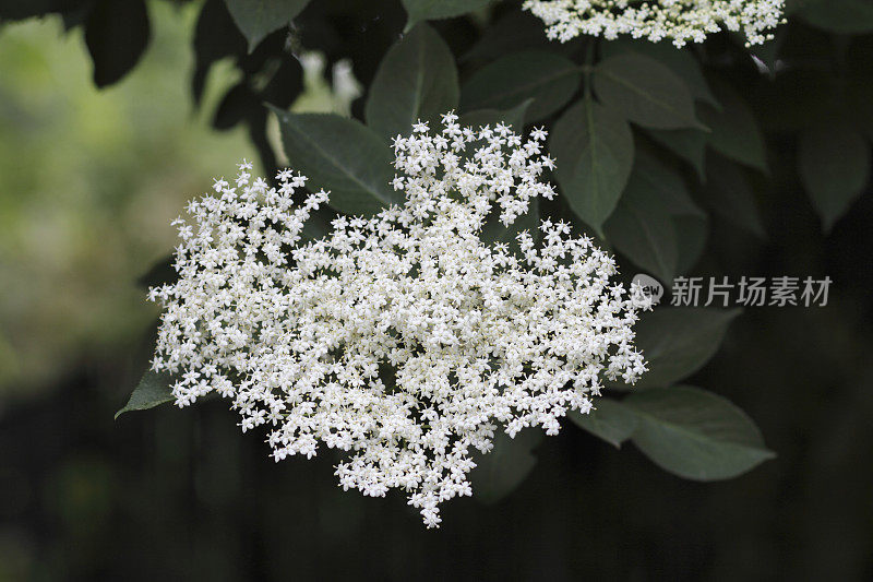 接骨木花Sambucus nigra白葡萄酒和药